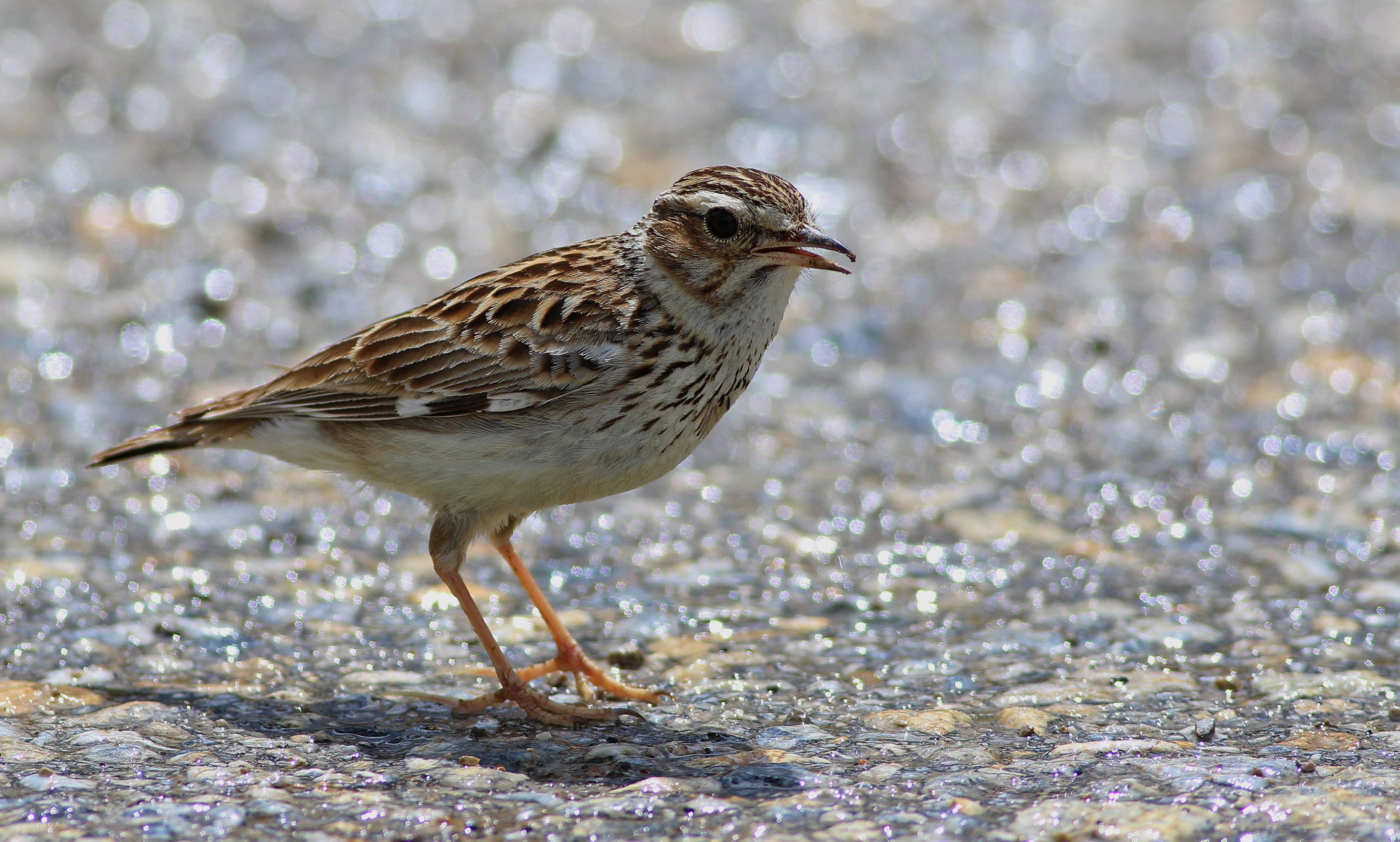 Wood Lark — Ana fotoğraf